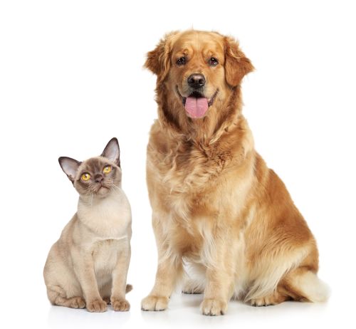 Schwarzkümmelöl Hund Und Katze Wirkung Anwendung Dosierung